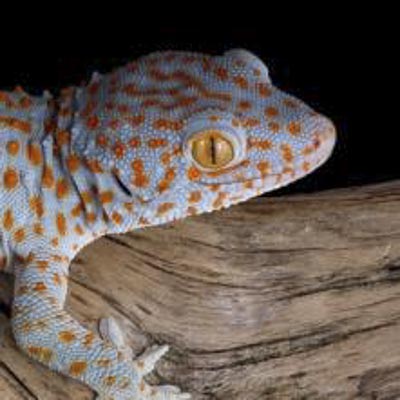 Acquario di Cattolica -  foto 1