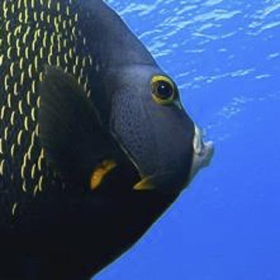 Acquario di Cattolica -  foto 2