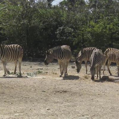 Parco Zoo Falconara  -  foto 5