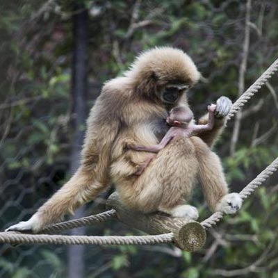 Parco Zoo Falconara  -  foto 6