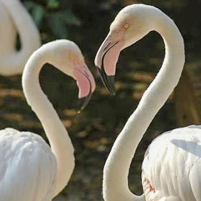 Bioparco Roma -  foto 2