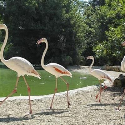 Bioparco Roma -  foto 5