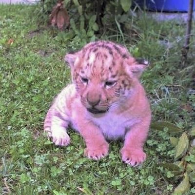 Safari Park d´Abruzzo -  foto 3