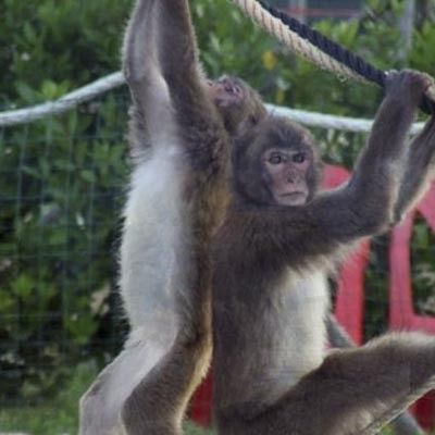 Safari Park d´Abruzzo -  foto 4