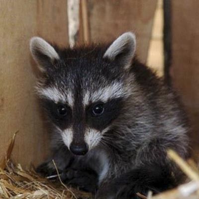 Safari Park d´Abruzzo -  foto 6