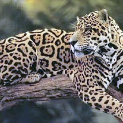 Parco Safari delle Langhe -  foto 2