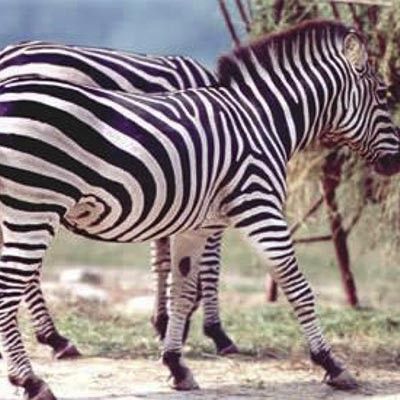 Parco Safari delle Langhe -  foto 4