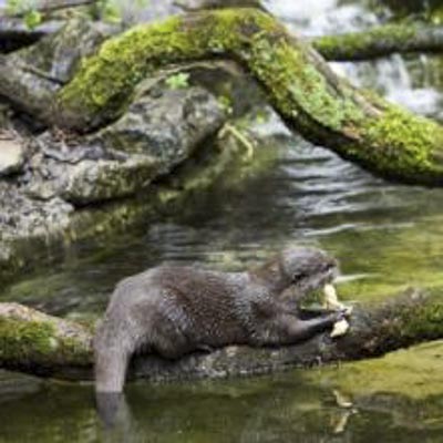 Acquario di Cattolica -  foto 7