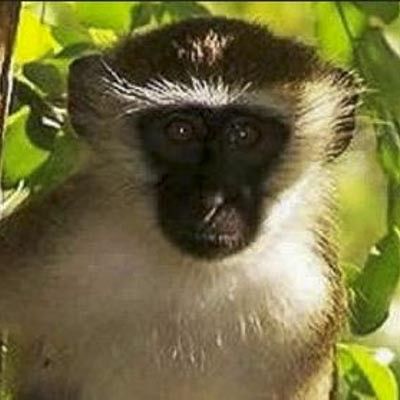 Parco Safari delle Langhe -  foto 6