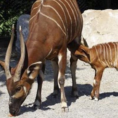 Parco Faunistico Le Cornelle -  foto 3