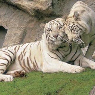 Parco Faunistico Le Cornelle -  foto 4