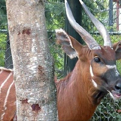 Parco Faunistico Le Cornelle -  foto 5