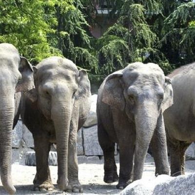 Parco Faunistico Le Cornelle -  foto 6