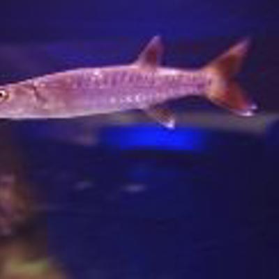 Aquarium Mondo Marino  -  foto 3