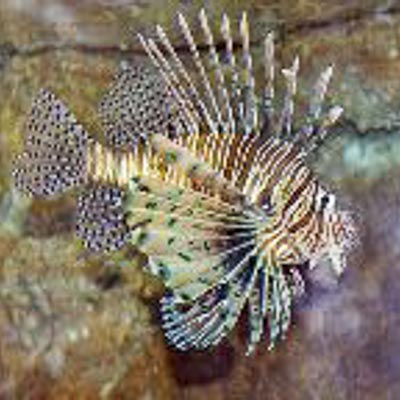 Aquarium Mondo Marino  -  foto 4