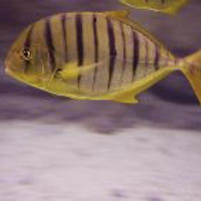 Aquarium Mondo Marino  -  foto 5