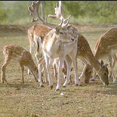 Zoo di Poppi -  foto 2