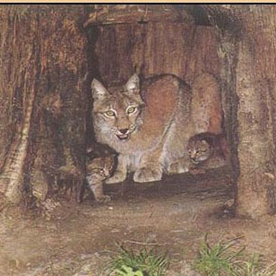 Zoo di Poppi -  foto 3