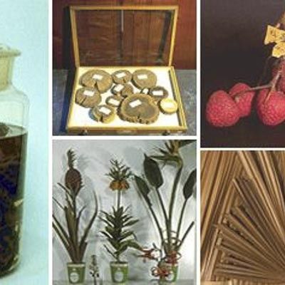 Museo di Storia Naturale Firenze -  foto 3