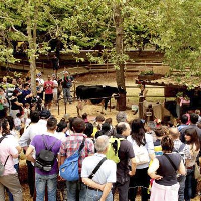 Citt della Domenica -  foto 10