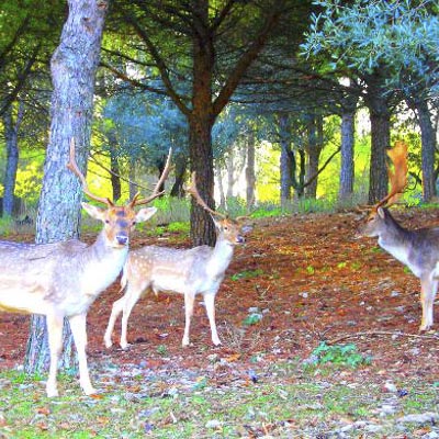Citt della Domenica -  foto 16