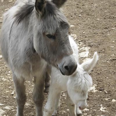 Citt della Domenica -  foto 7