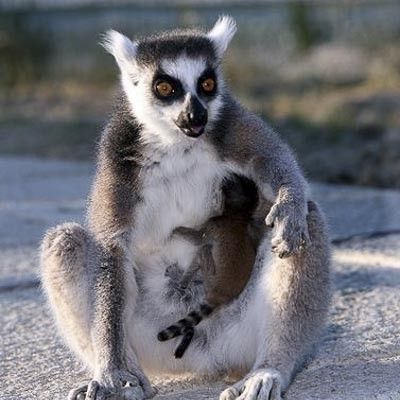 Zoo Safari Ravenna -  foto 2