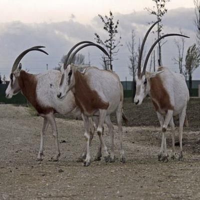 Zoo Safari Ravenna -  foto 3