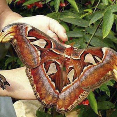 Parco di Pinocchio -  foto 17