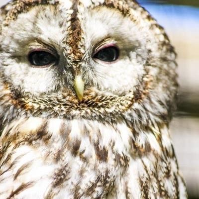 Parc Animalier dIntrod  -  foto 4