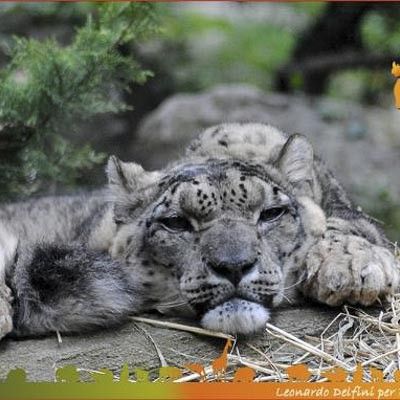 Parco Natura Viva -  foto 4