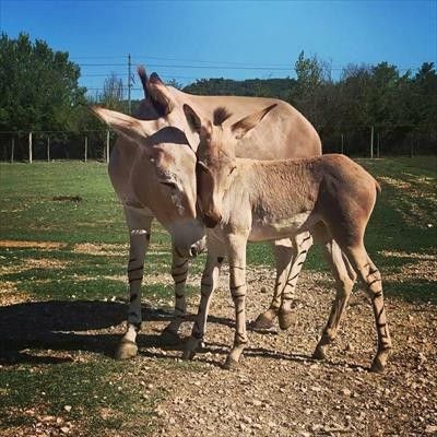 Leo Wild Park -  foto 1