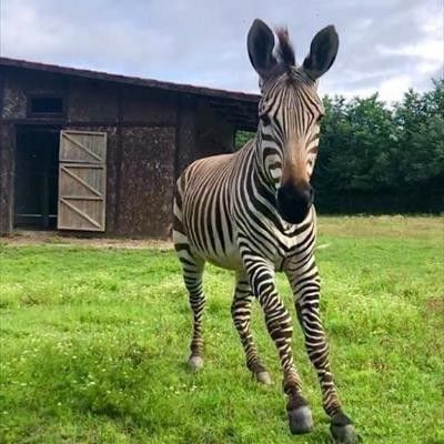 Leo Wild Park -  foto 2