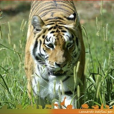 Parco Natura Viva -  foto 7