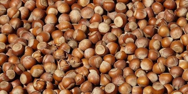 Una distesa di nocciole sgusciate, pronte per essere utilizzate in dolci o come snack, con il loro caratteristico colore marrone