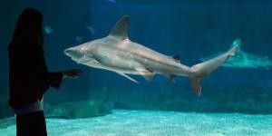 Notte con gli squali all'Acquario di Genova 