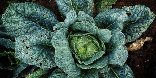 Primo piano di cavolo verza verde nel terreno
