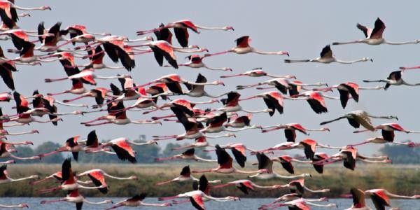 Stormo di fenicotteri rosa in volo