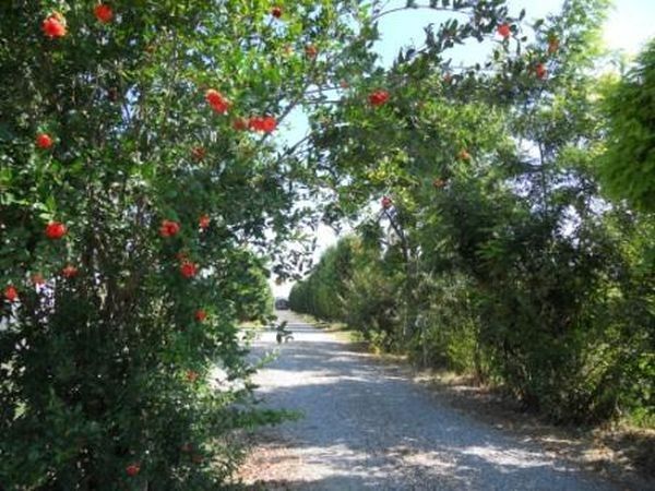 Il Giardino di Rebecca - foto 10472.jpg