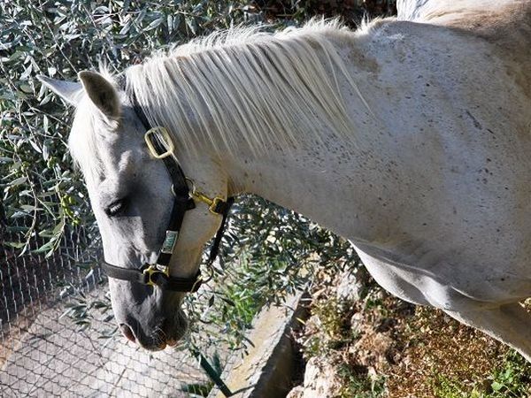 Agriturismo Le Raganelle - foto 10747.jpg