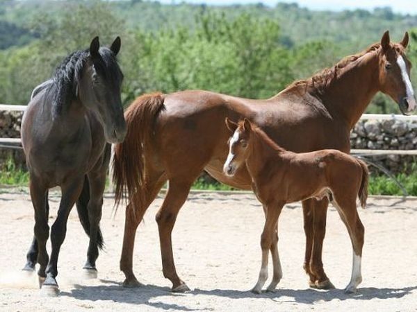 Agriturismo Amicizia - foto 10899.jpg