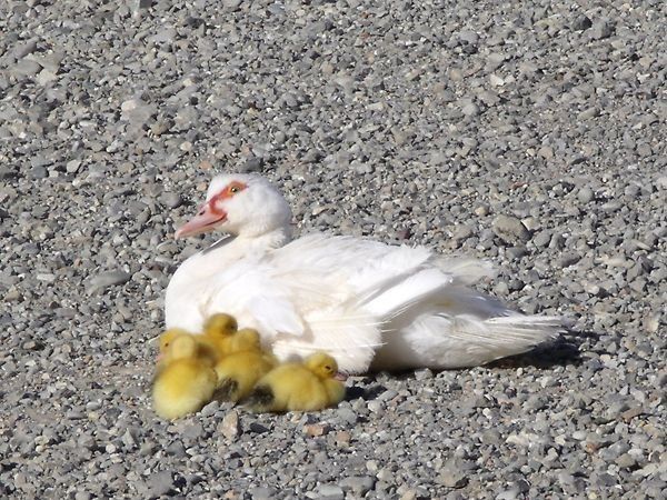 Cascina Aguzzafame - foto 11114.jpg