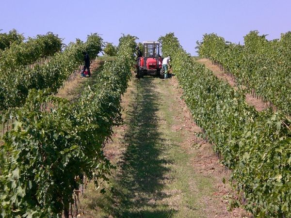 Agriturismo e cantina La Sabbiona - foto 11492.jpg