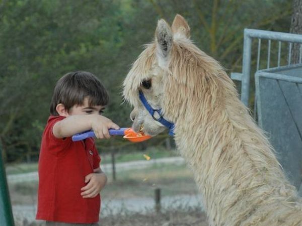 Agriturismo Maridiana Alpaca - foto 13619.jpg