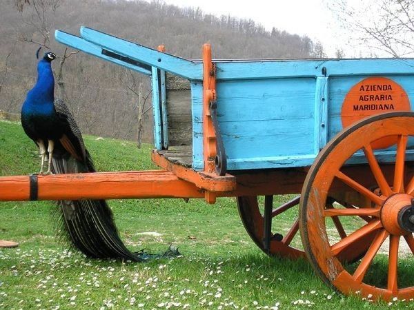 Agriturismo Maridiana Alpaca - foto 13622.jpg