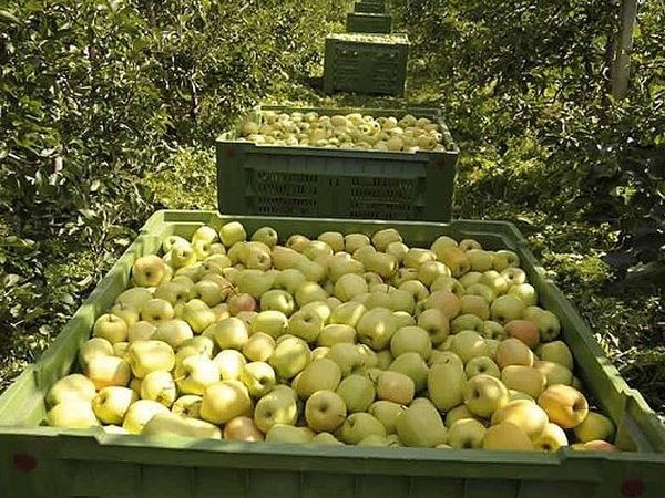 Agritur Il Tempo Delle Mele - foto 14417.jpg