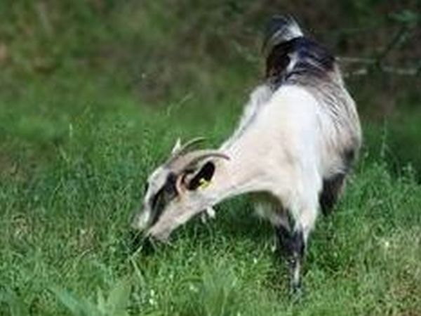 Agriturismo Fanny - foto 14576.jpg