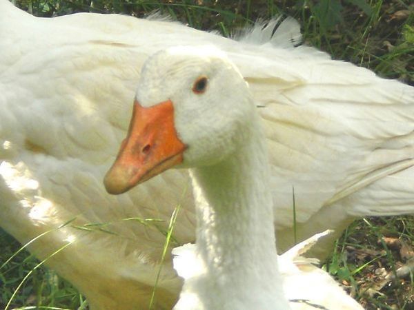 Agriturismo Natura e Salute - foto 14655.jpg