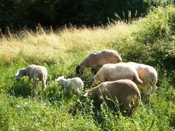 La Canestra - foto 14840.jpg