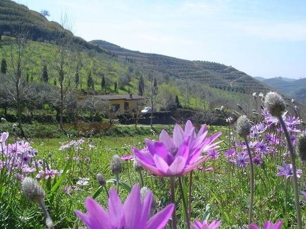 Azienda Agricola ´´Terre di Vasia´´ - foto 14908.jpg